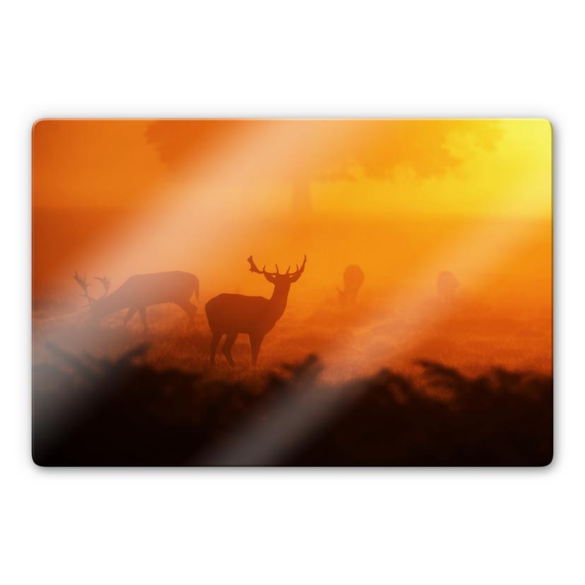 Glasschilderijen Herten bij zonsondergang