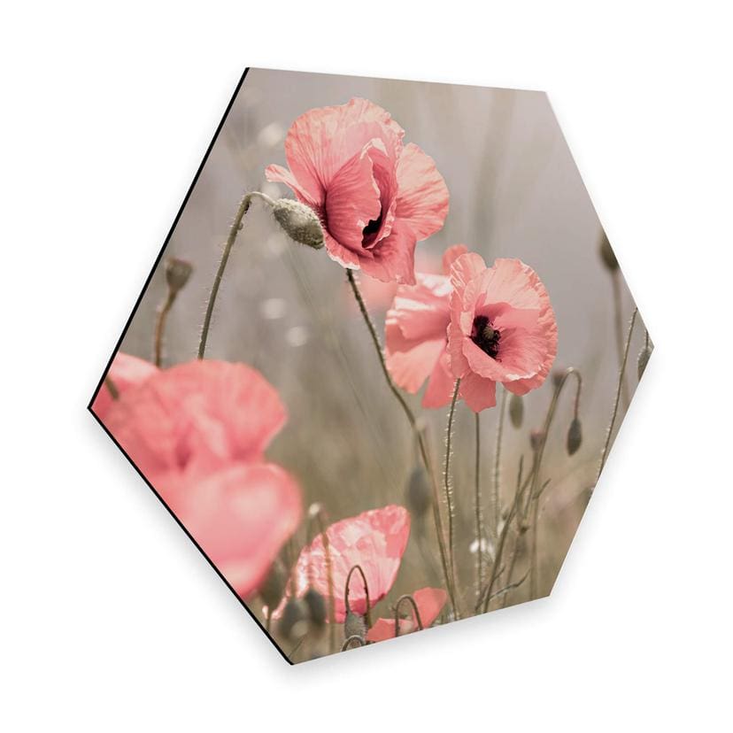 Hexagone - Alu-Dibond Delgado - Fleur de coquelicot romantique