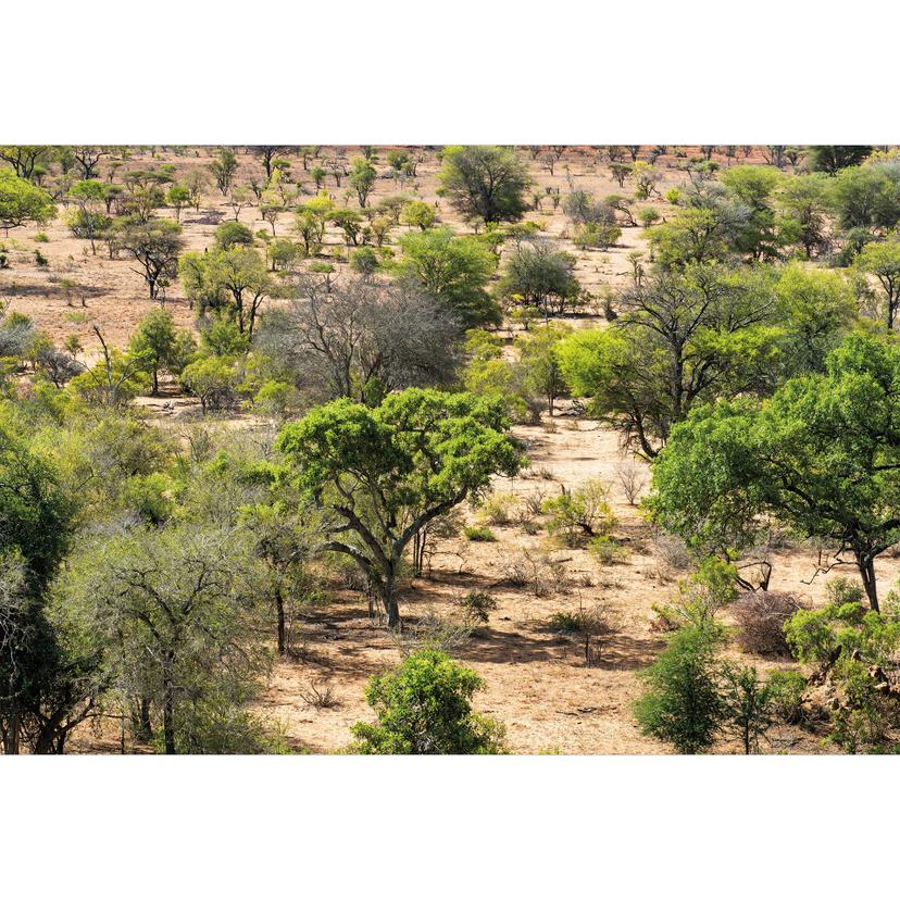 Afrikansk savannlandskap Fototapet - Hugonnard