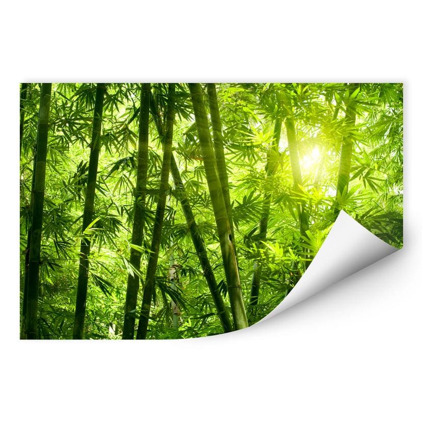 Muurprints Zonneschijn in een Bamboebos