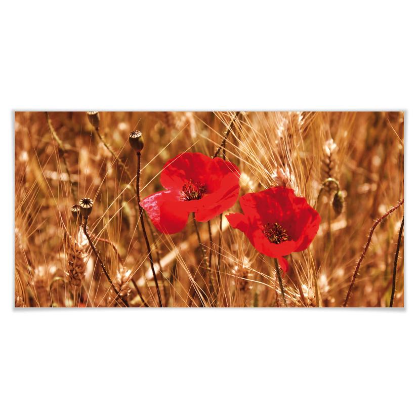 Poster - Coquelicot dans le champ - Panorama
