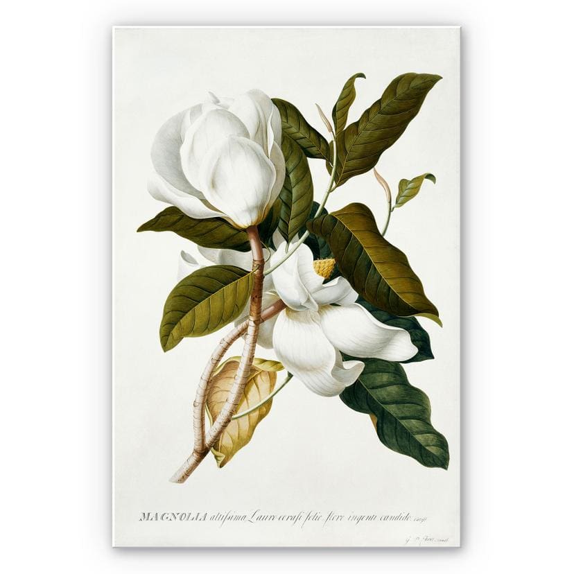 Tableau Forex - Ehret - Magnolia
