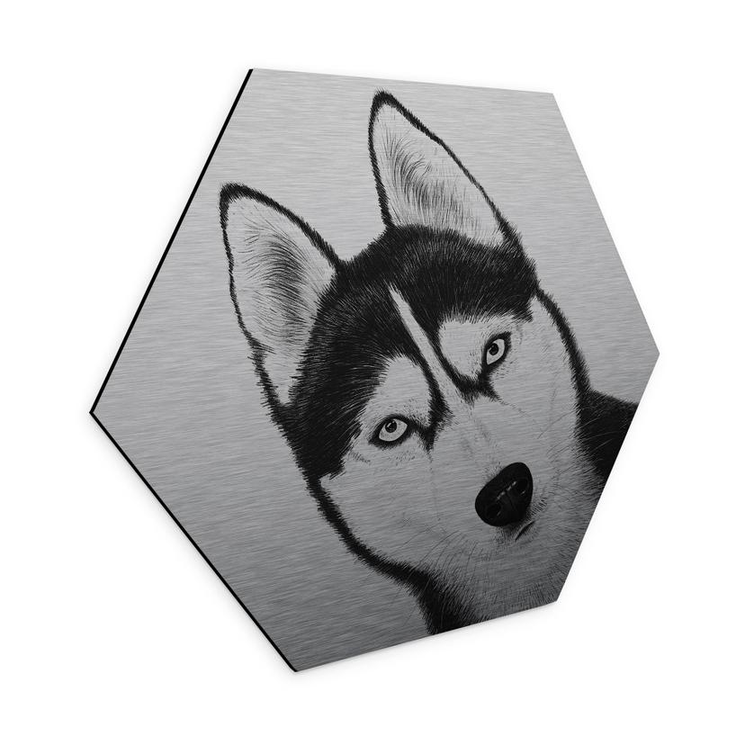 Aluminium Dibond med sølveffekt Siberian husky - Hundeportræt - Korenkova - Hexagon