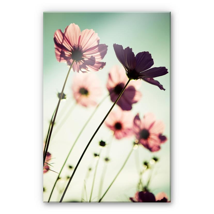 Akrylbillede Pink Cosmos