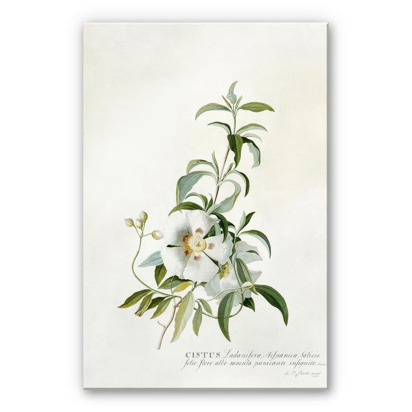 Akrylbillede Ehret - Cistus