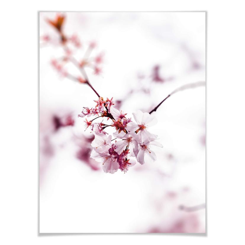 Poster Fleur de cerisier