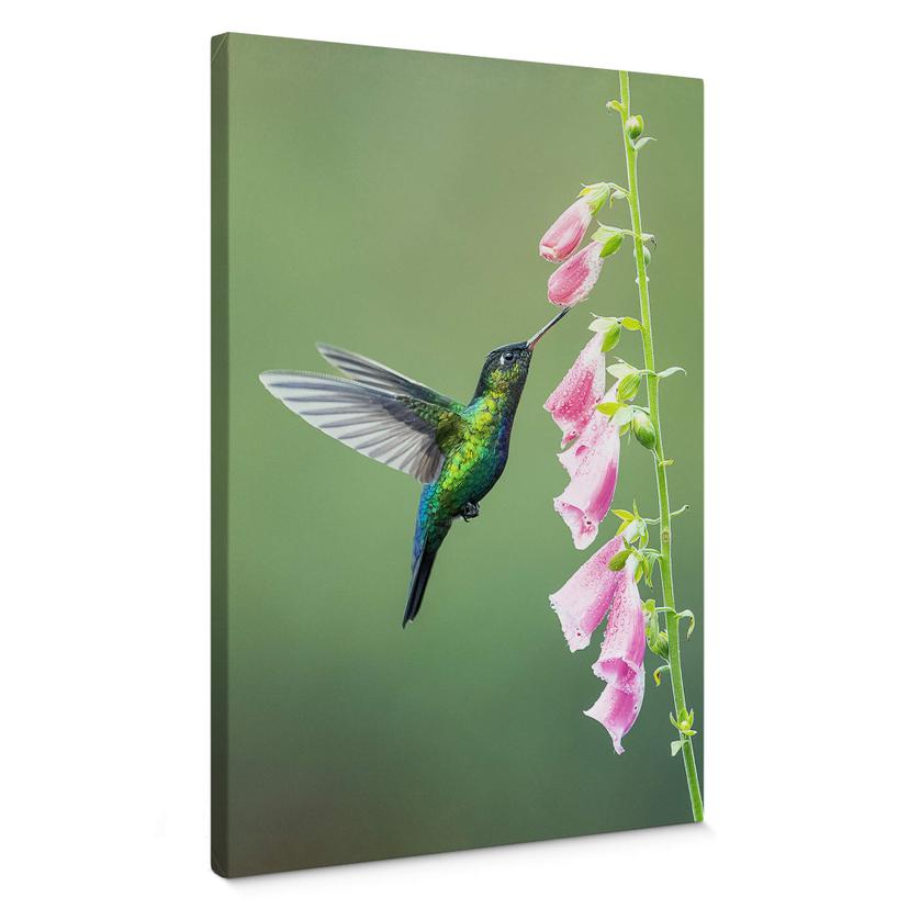 Lienzo van Duijn - Colibrí en flor rosa magia