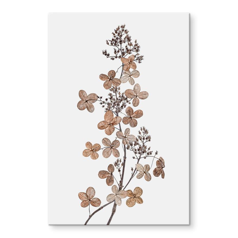 Akrylbillede Disher - Hortensia