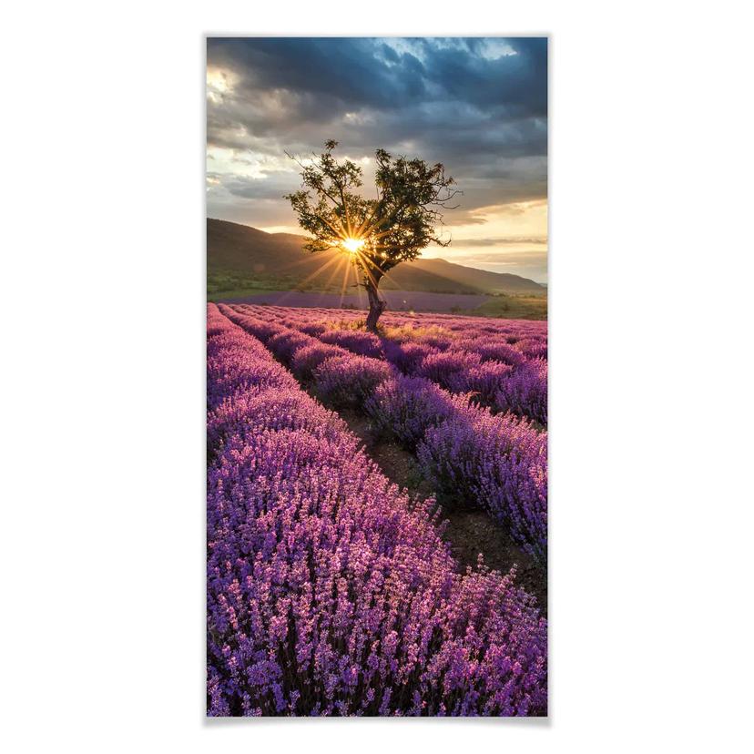 Póster Flor de lavanda en Provenza - Panorama