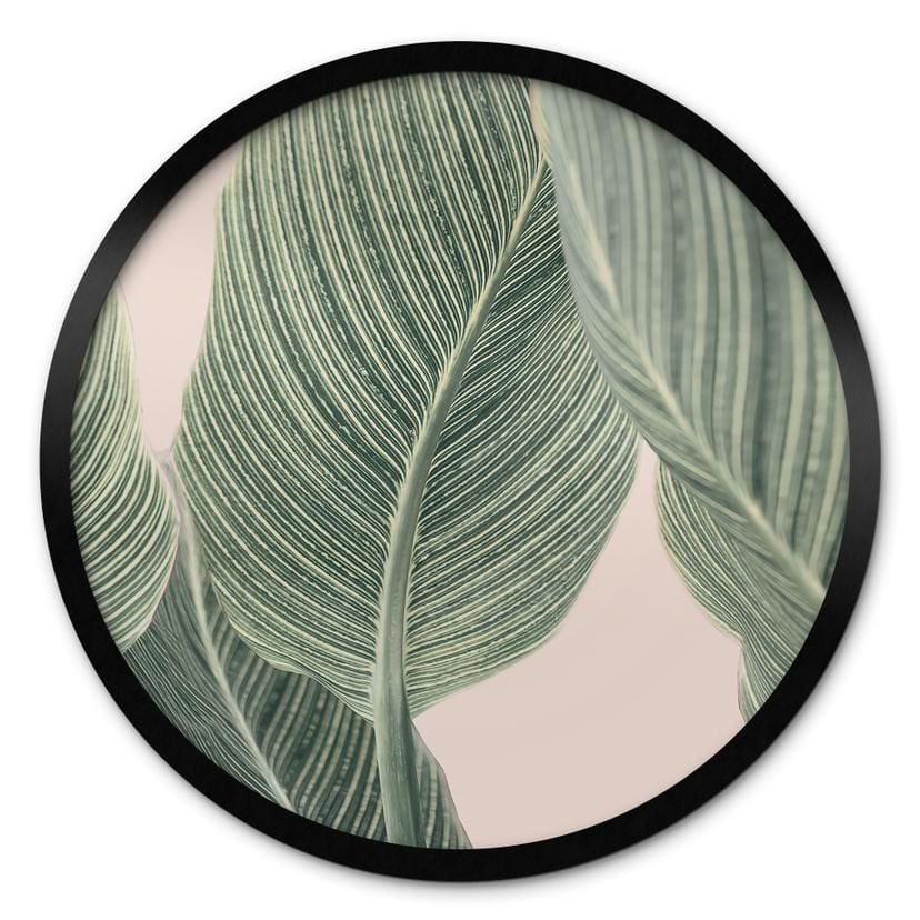 Plakat Calathea-plante - Sisi & Seb