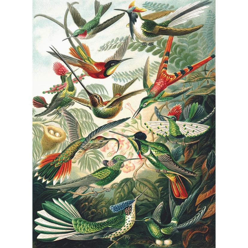Fotomurale Haeckel - Colibrì