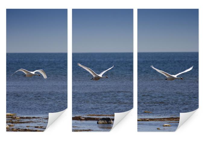 Poster autocollant - W - Le Vol du Cygne triptyque