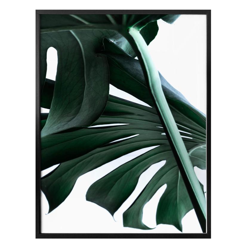 Plakat - Urban Jungle 02 - Monstera Deliciosa