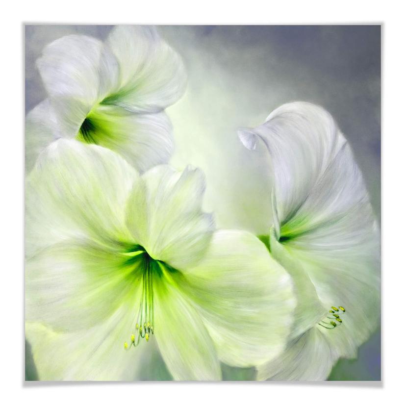 Póster Schmucker - Amarilis blanca