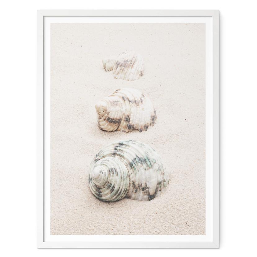 Póster 1X Studio - Caracoles de mar