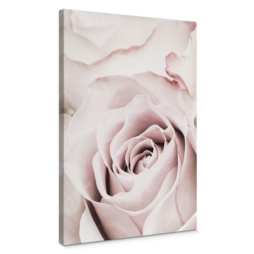 Cuadro 1X Estudio - Rosa preciosa
