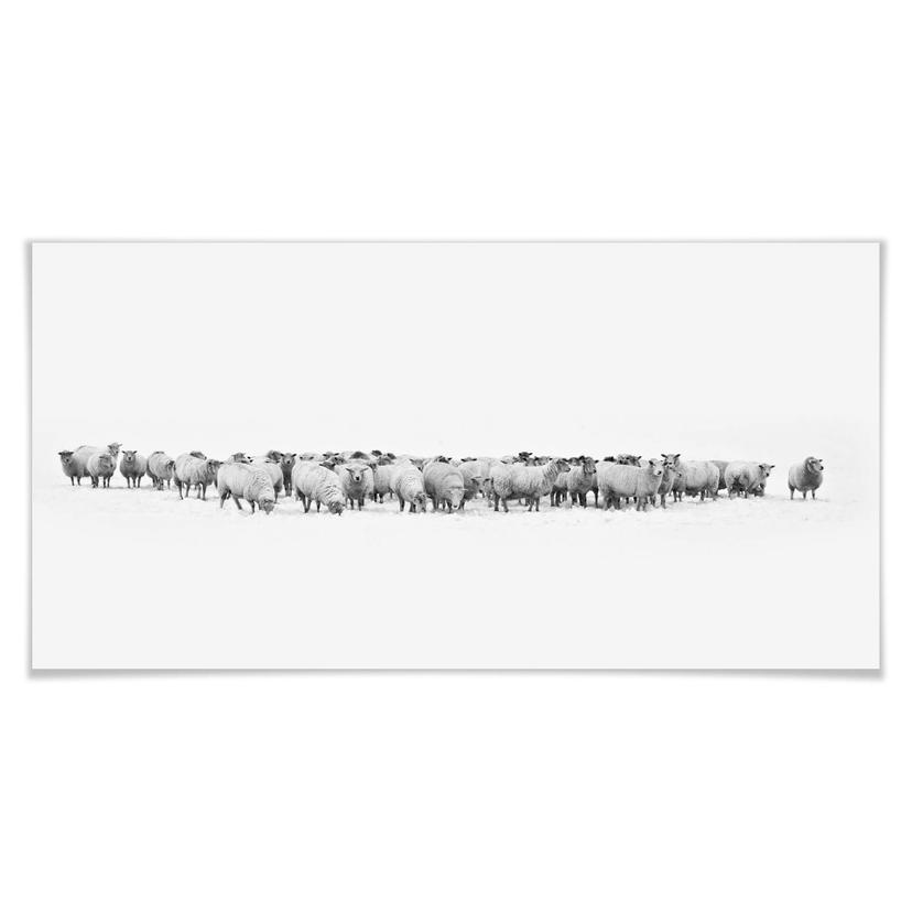 Poster - Troupeau de moutons - Panorama