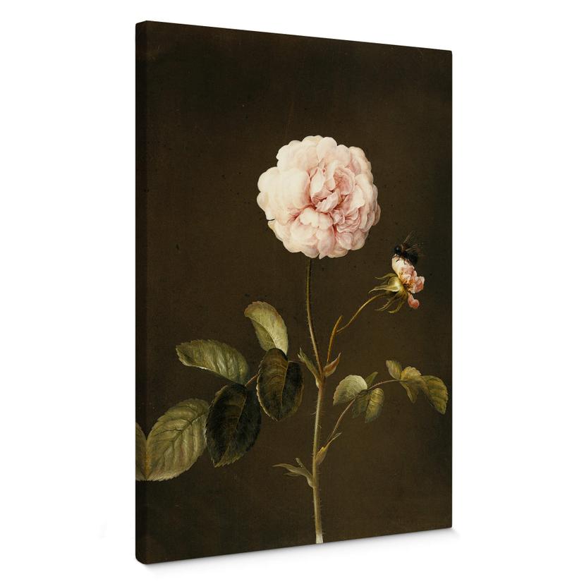 Lienzo Dietzsch - Rosa de vinagre con abejorro