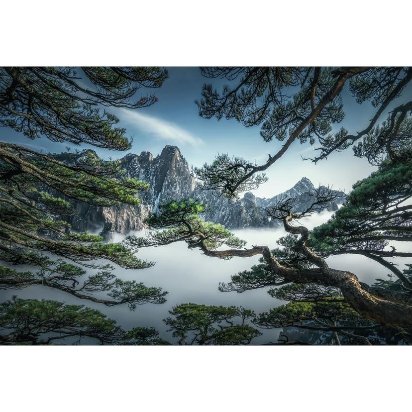 Fototapet tallskog i Huang Shan-bergen - NingYun Ye