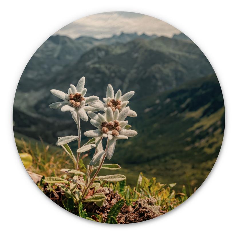 Væg cirkel træ Hvid alpin edelweiss på bjerget