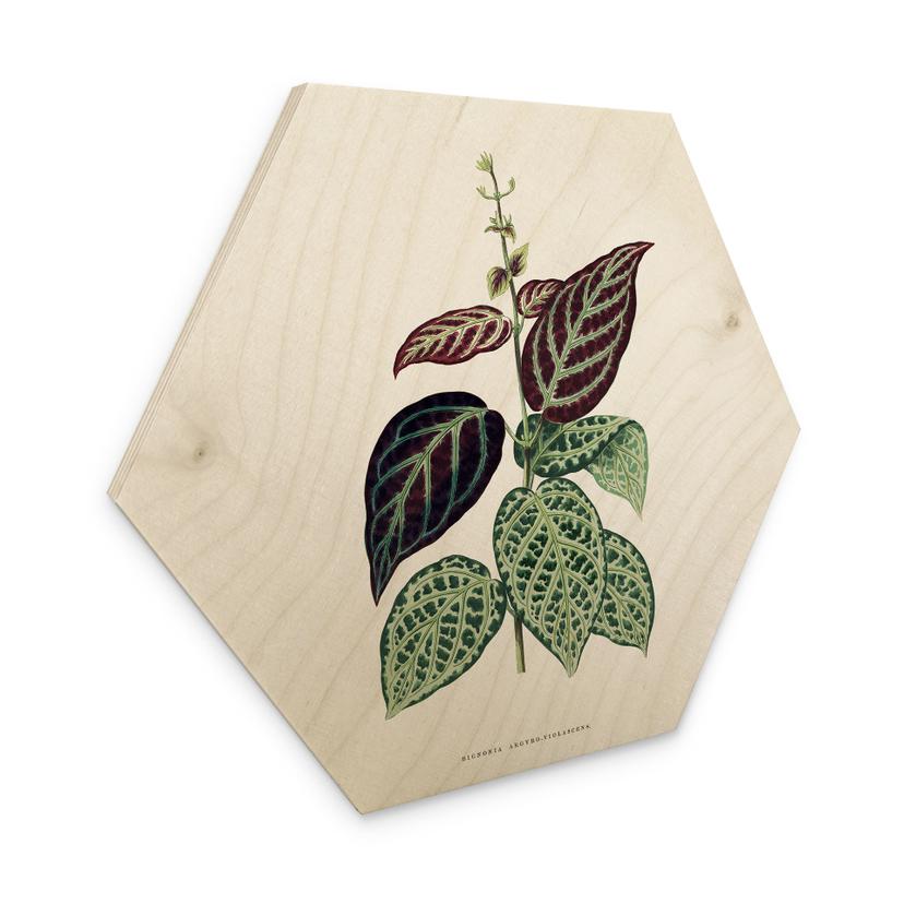 Sekskantet træ Illustration af blade - Bignonia Argyro Violascea