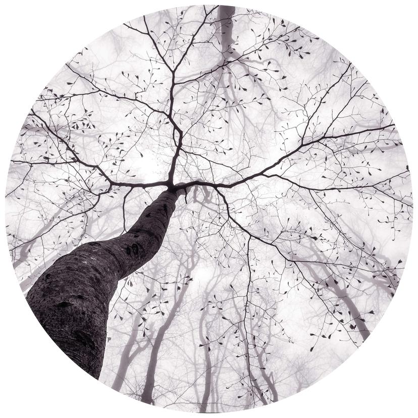 Fotomurale Pavlasek – Sulle cime degli alberi - carta da parati in tessuto non tessuto/carta da para