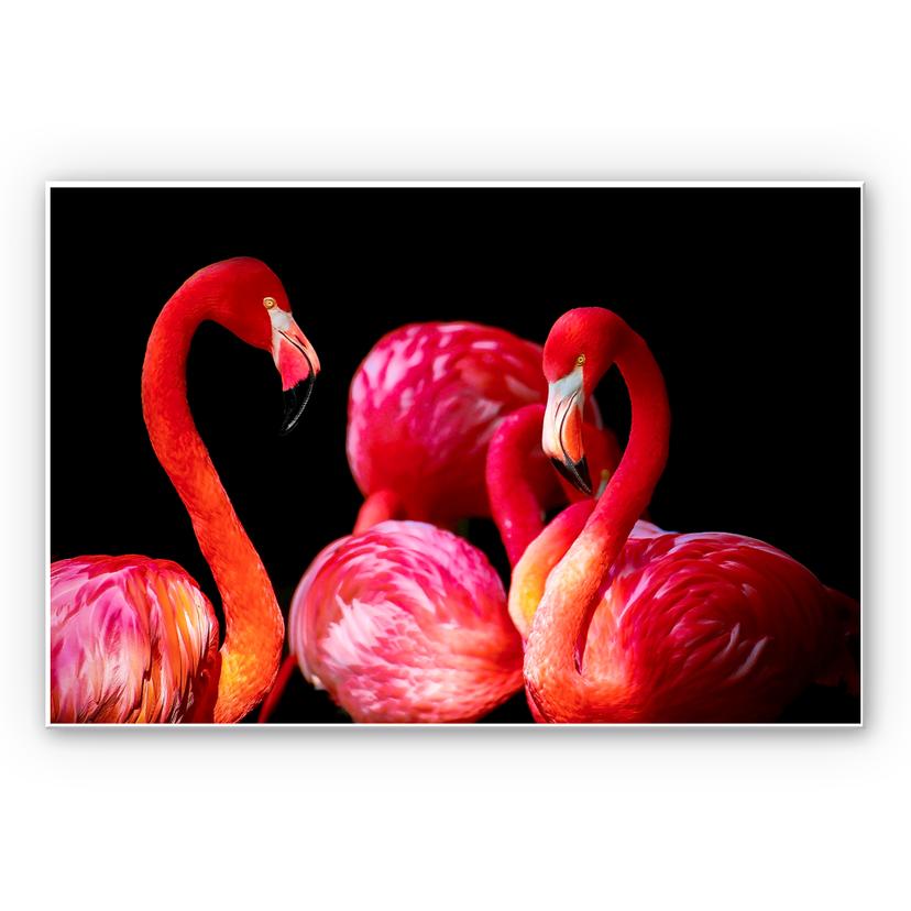 Tableau Forex - Pink Flamingo