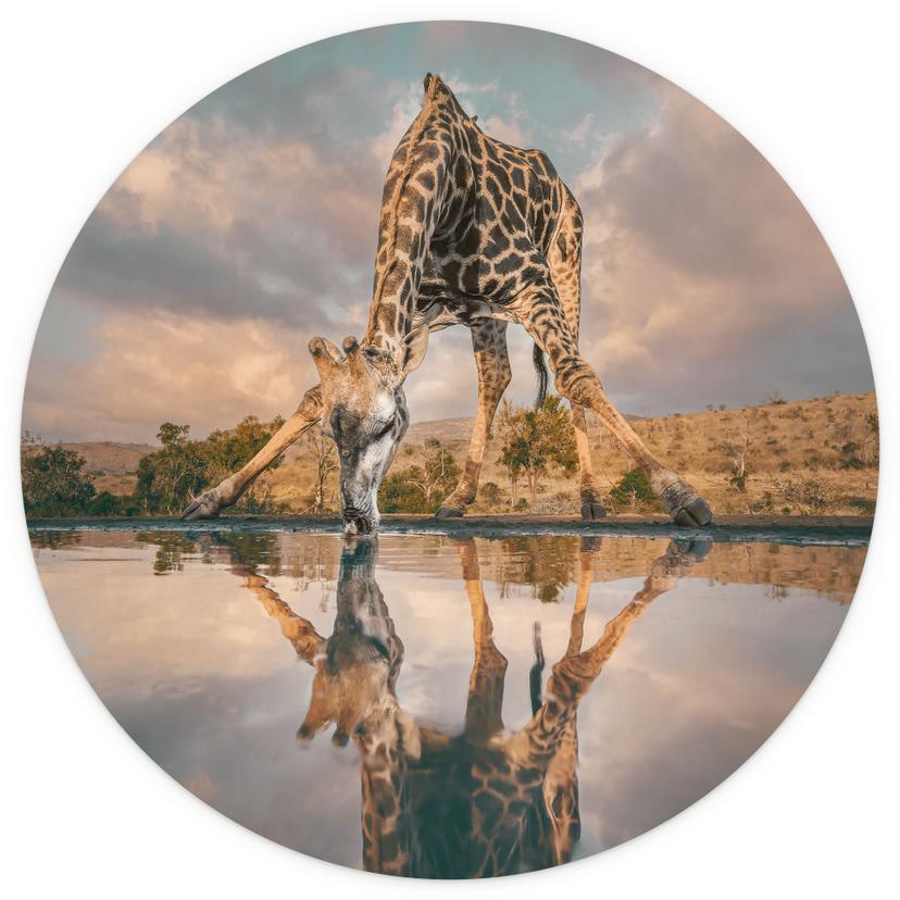 Reflektion av en giraff i naturen | Safari fototapet - Amtmann - rund - non-woven tapet/självhäftand