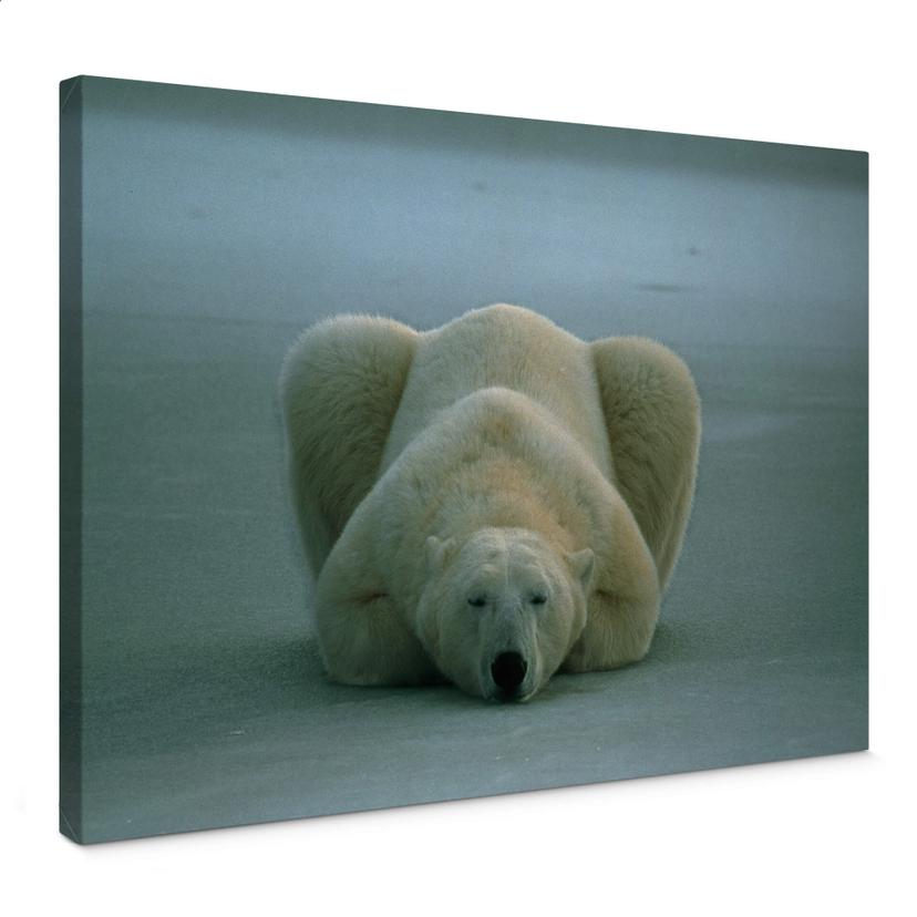 Tableau sur toile - NG Ours Polaire Endormi