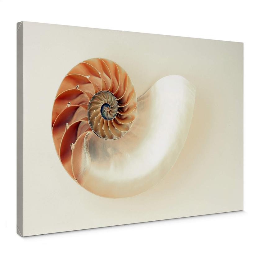 Tableau sur toile Nautilus
