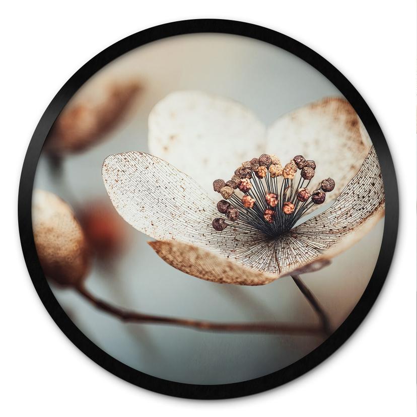 Plakat Boho tørret blomst makro - Treechild - Rund