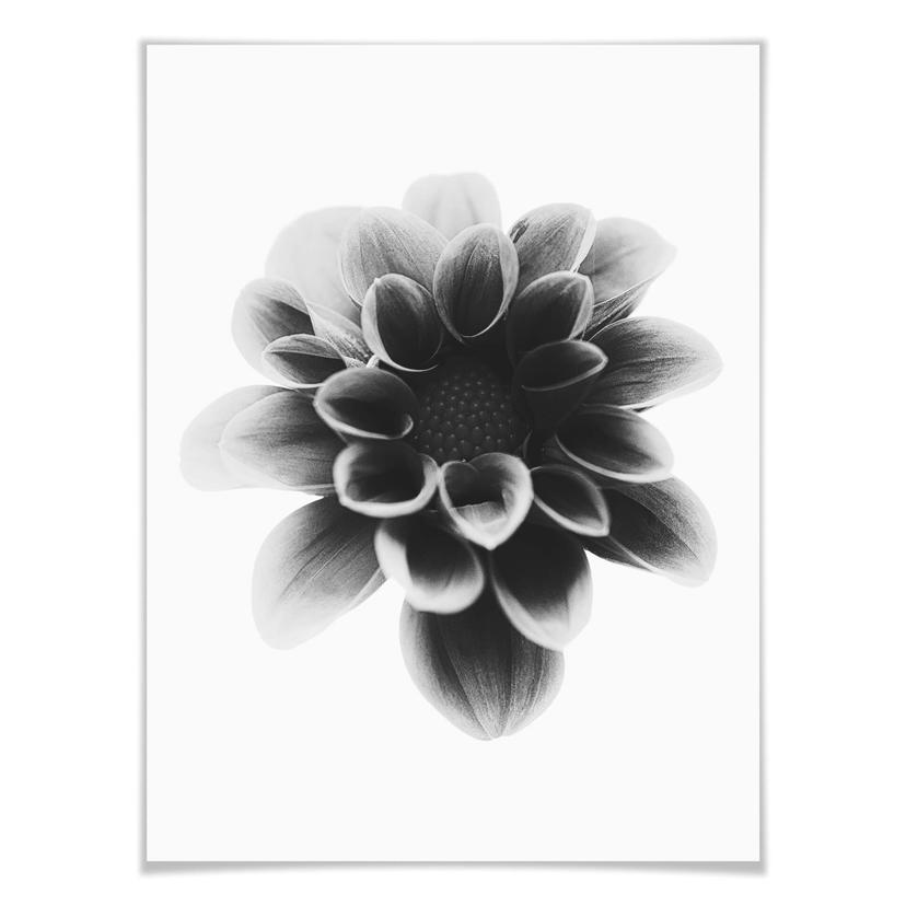 Póster Grønkjær - Dalia