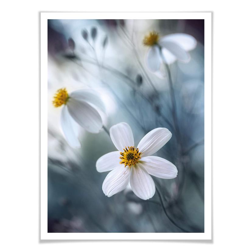 Poster Disher - Fleurs blanches