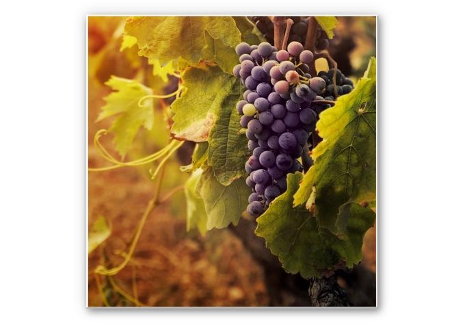 Tableau Forex - Vigne toscane