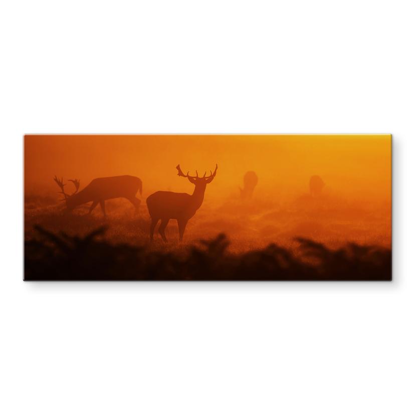 Pannello paraschizzi - Cervo nella luce del tramonto- panoramica