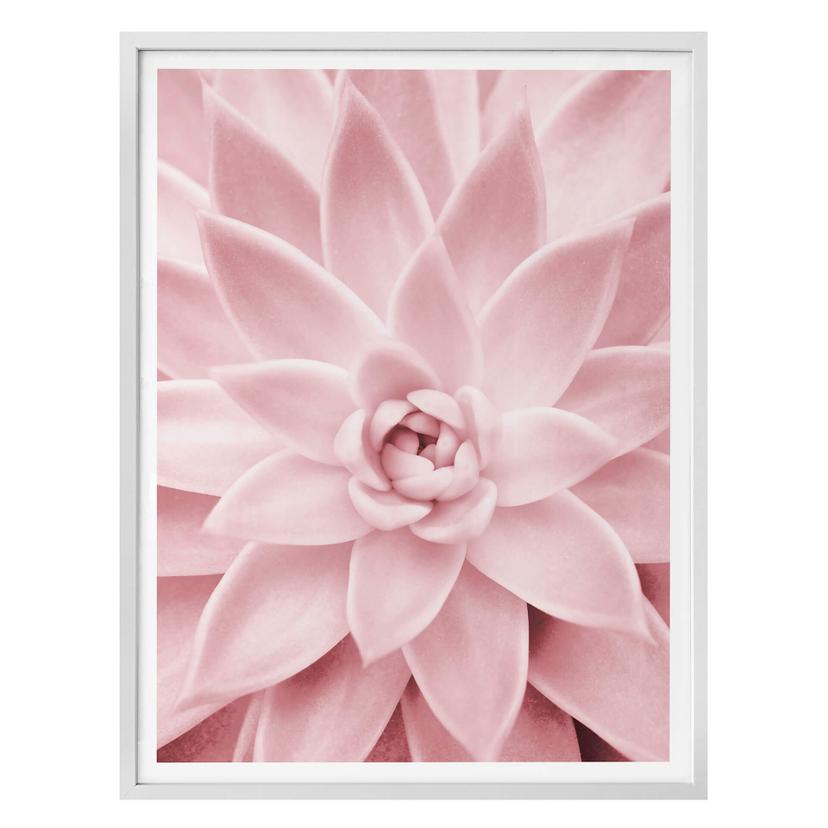 Poster Sisi & Seb - Succulente rose