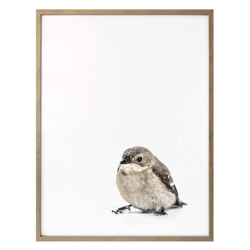 Poster Little Bird