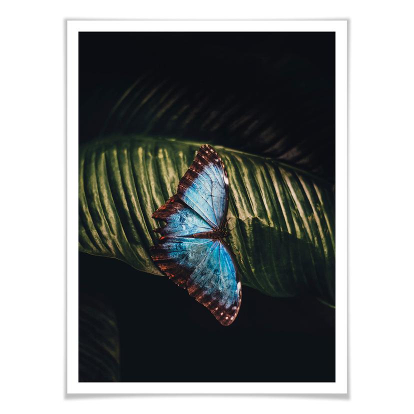 Poster Farfalla blu