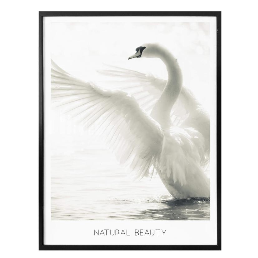 Poster Cygne majestueux - Beauté naturelle