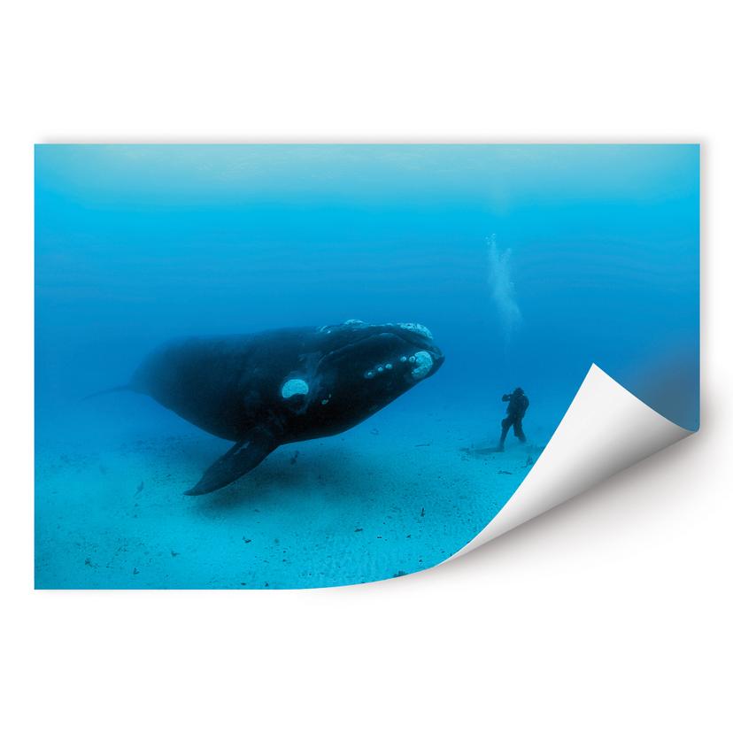 Poster autocollant - W - NG Baleine et Plongeur