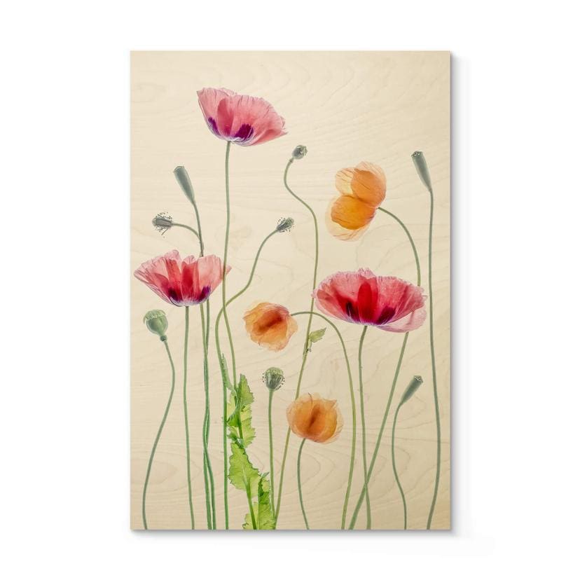 Træplakat Disher - Colourful Poppies