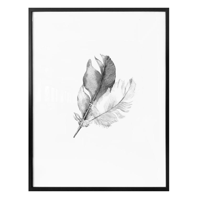 Póster plumas