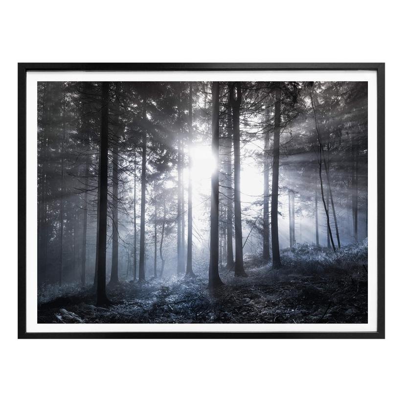 Póster Rayos de sol en el bosque azul