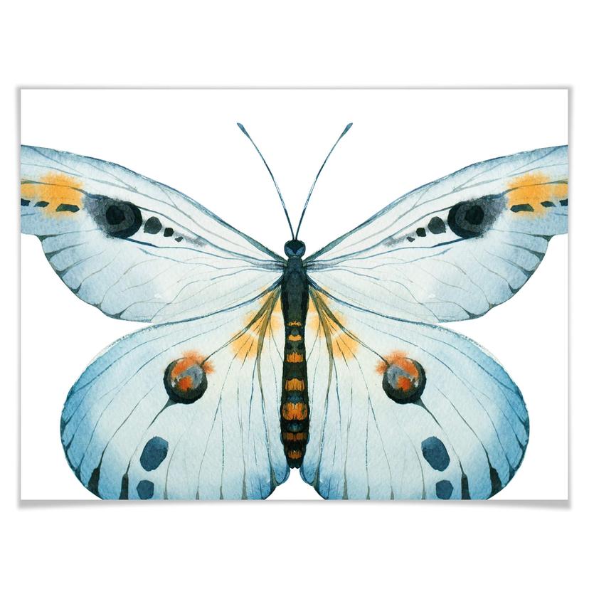 Poster Kvilis – Farfalla 03