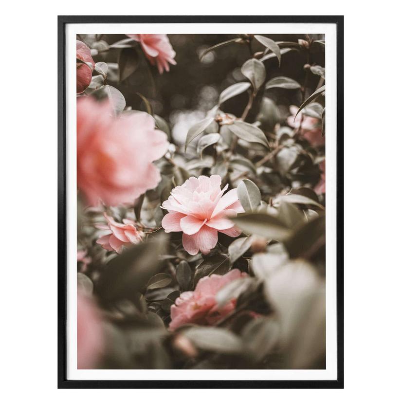 Plakat - Annie - Pink Roses