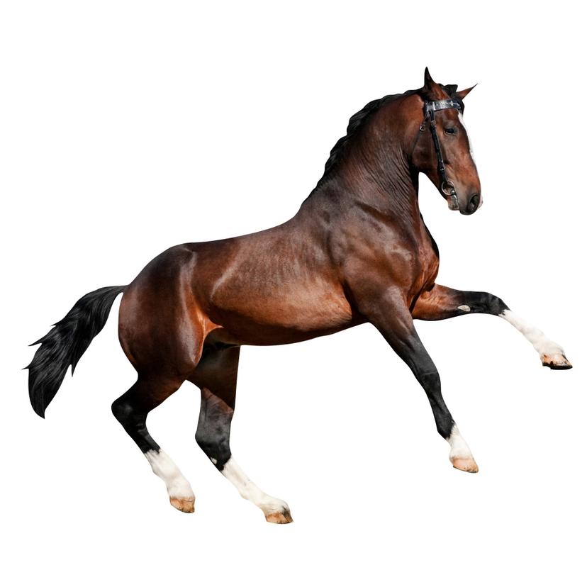Adesivo murale - Cavallo realistico in azione