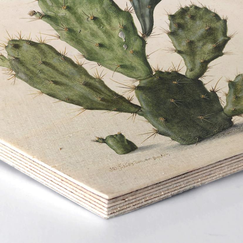 Esagoni in legno Saftleven - Cactus