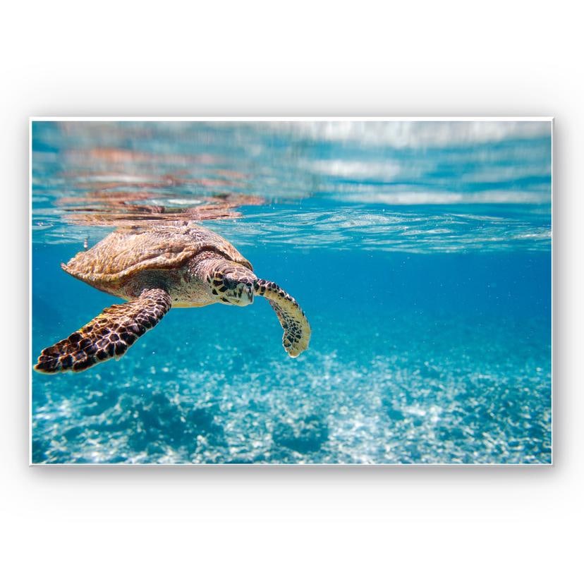 Tableau Forex - Tortue en voyage