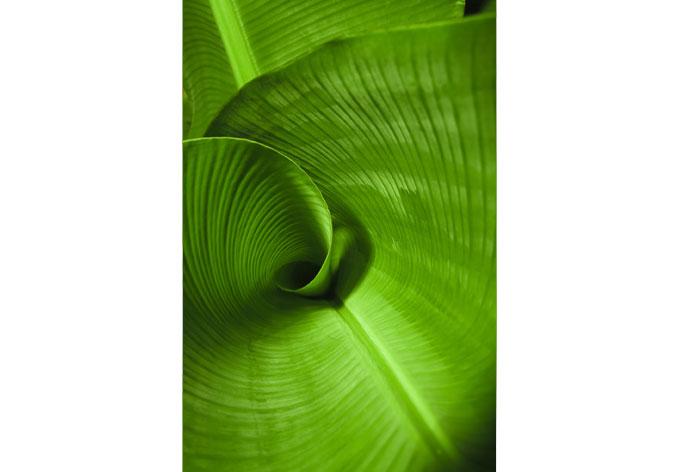 Bananblad fönsterbild