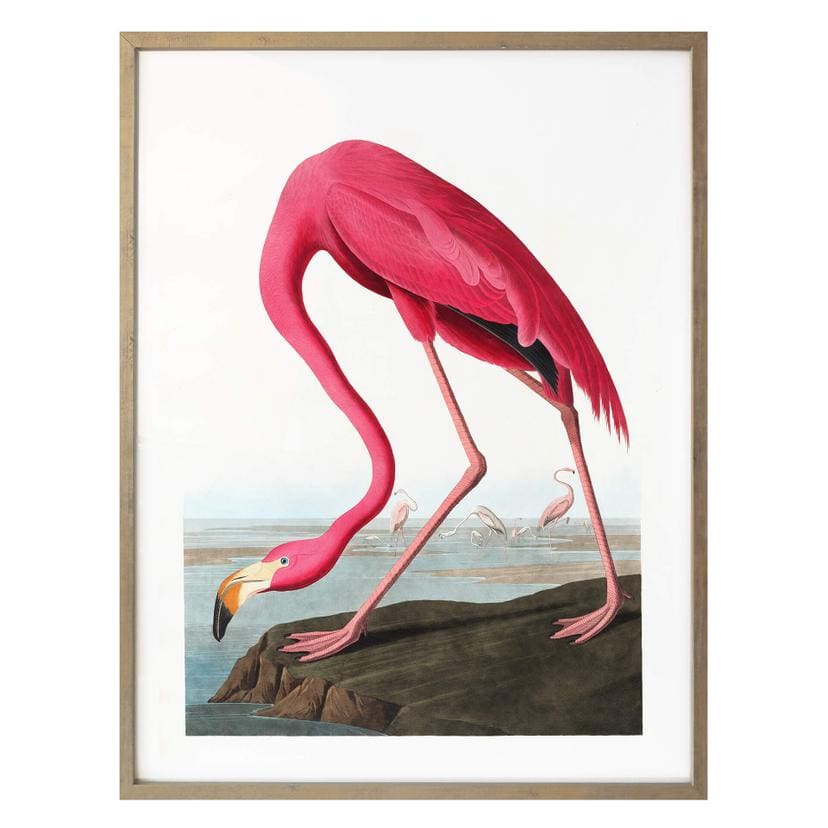 Poster Flamant rose